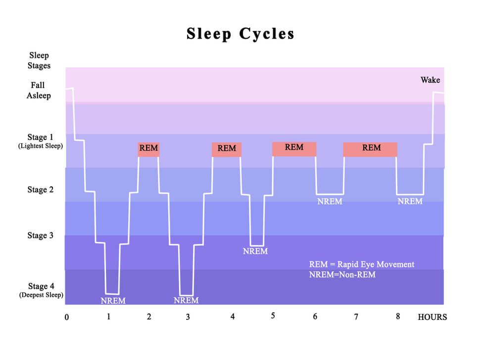 cycles du sommeil - pourquoi le sommeil est important | Performance et coaching