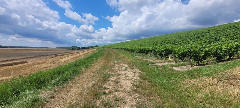 GR3 Champs et vignes - Monteaux | Performance et Coaching