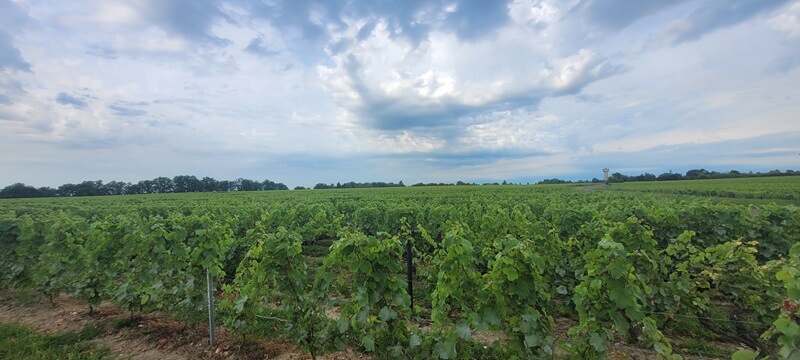 Entre Orléans et Tours. Vignes Vouvray | Performance et Coaching