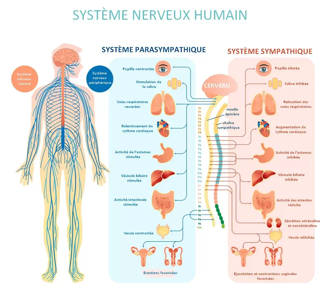 Schéma du système nerveux autonome : branches sympathique (activation) et parasympathique (détente)